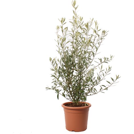 Olea Europaea - H 80-100 cm Vaso da Coltura Ø 24 cm (1/3)