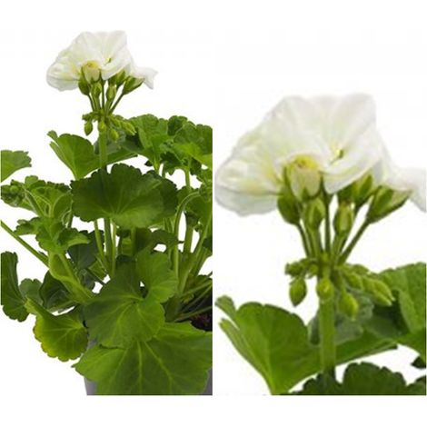 Planta Geranio Zonal Blanco. Maceta 13 Cm