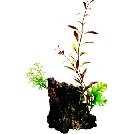 Tronc de bois de marina dco avec des plantes