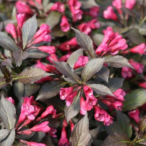 Weigela florida minor black - Weigela florida minor black 40/50 cm Pot 3L (1/5)