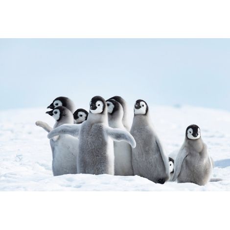 Tableau sur toile famille de pingouins 30x45 cm - Impression sur Toile Murale Décorative - Image imprimée en HD sur Toile - Toile sur Châssis en Bois FSC - Fabriqué en France (1/5)