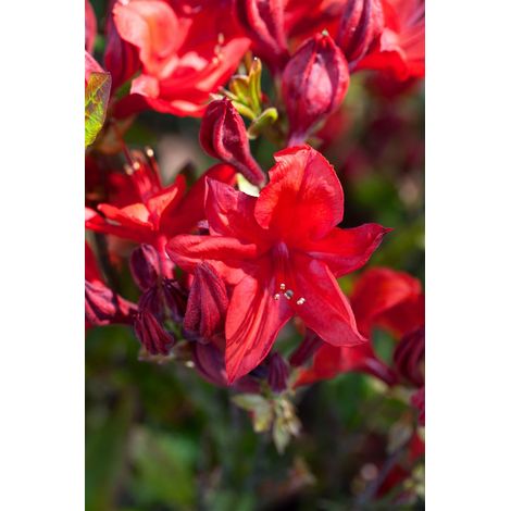 Sommergrüne Azalee 'Royal Command' Rhododendron lut.'Royal Command' C5 30- 40 (1/5)