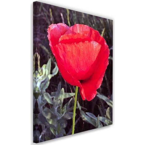 Tableau sur toile Coquelicot rouge nature 40x60 (1/5)