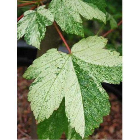 Érable sycomore 'Leopoldii' Pot de 20L/25L, Tige (1/2)
