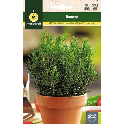 Graines de romarin commun - Graines d'herbes aromatiques à planter, créez votre propre potager à la maison 0,2 g (1/5)