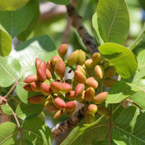 3 Piante di Pistacchio AEGINA (2 Femmina + 1 Maschio) Innesto 4 Anni – Fitocella