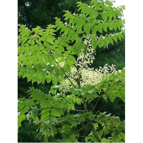 Angélique de Chine Pot de 3L/4L (1/5)