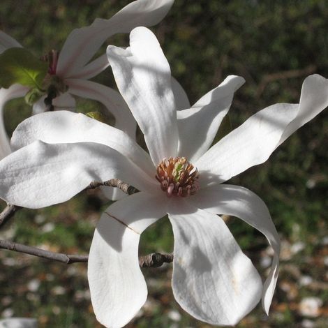 Magnolia loebneri 'Merrill' - 50-60 cm pot (1/4)