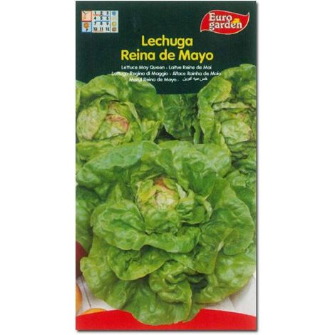 SEMILLAS FITO HORTICOLAS LECHUGA REINA DE MAYO=00210