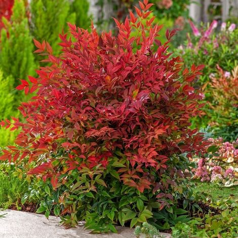 Nandina domestica "Gulf Stream" pianta sempreverde a cespuglio in vaso ø20 cm h. 30/50 cm FOTO REALE