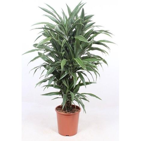 Dracaena Warneckei - Plante Verte d'Intérieur - Feuilles Bicolores Vert et Blanc - 100 cm - ø27 cm - PANGIVO