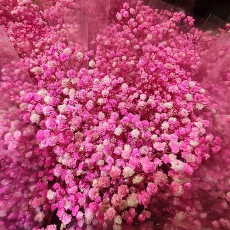 Gypsophile - Graines Rose Tendre - Vivace - Jardin Balcon Terrasse - 1200 Graines (1/5)