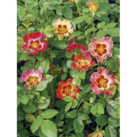 Rosier de Perse 'Sunshine Babylon Eyes ' Racines nues en motte (1/2)