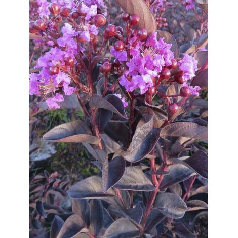Lilas des Indes 'Black Solitaire Shell Pink' Pot de 3L/4L (1/2)