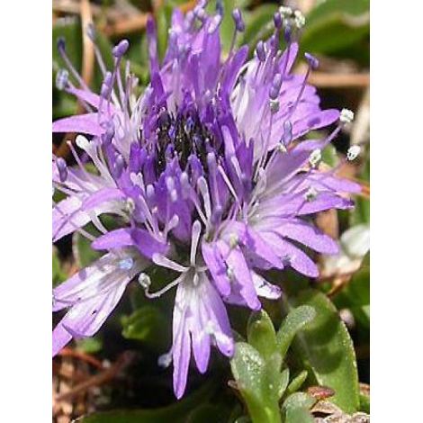 Globulaire Godet de 8/9 cm (1/3)