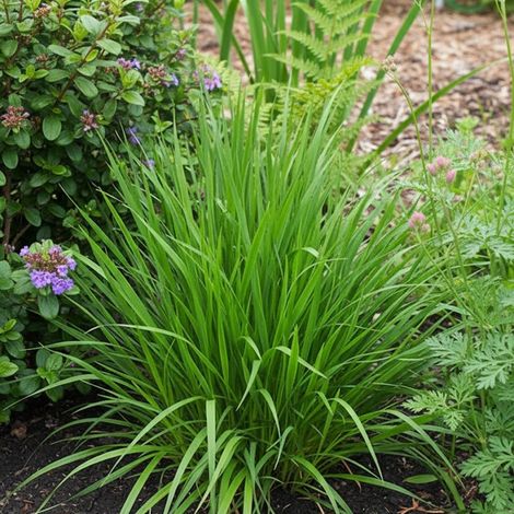 Herbe aux bisons odoratum/Godet - 5/20 cm