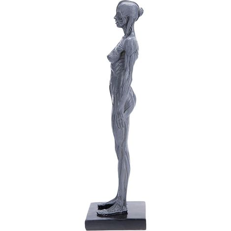 Modèle Anatomique Corps Humain Résine Précise Prop Éducatif Musculaire pour Enseignement Scolaire et Réaliste Gris (1/5)