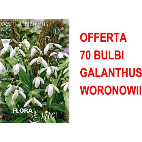 OFFERTA 70 BULBI AUTUNNALI GALANTHUS WORONOWII BULBS BULBES