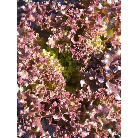 Laitue frisée 'Senorita' le sachet de 200 graines (1/2)