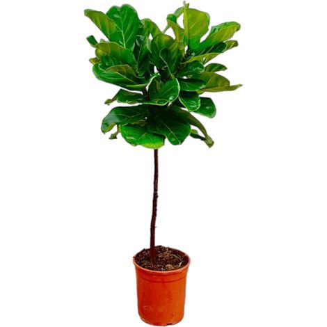 Ficus Lyrata sur Tronc Figuier Lyre Plante d'Intérieur Grandes Feuilles Vertes 130 cm ø 24 cm - PANGIVO (1/4)