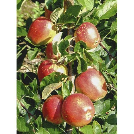 Pommier 'Braeburn' Pot de 7,5L/10L, Gobelet (1/3)