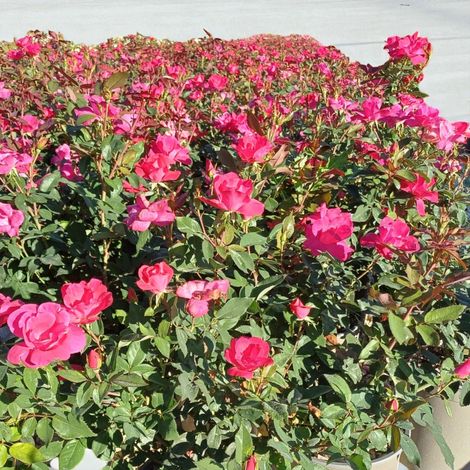 Gardenaria Rosa paesaggistica 'Red Knock Out' Meilland - Rosa da giardino - Altezza: 25/30 cm (vaso19) (1/5)