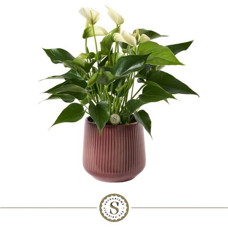 Anthurium Blanc White Champion avec Pot en Céramique Bordeaux Côtelé Ø 16 cm H 40 cm - PANGIVO