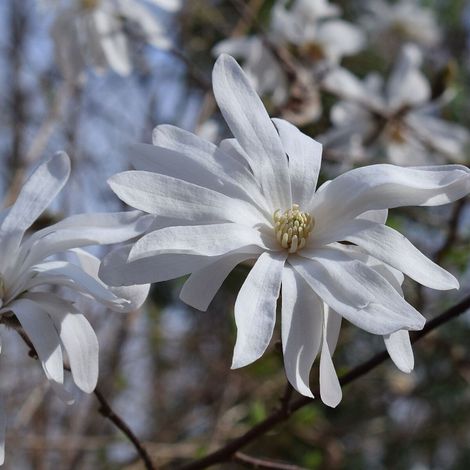 Magnolia étoilé, Magnolia stellata/Pot de 4L - 40/60 cm (1/3)