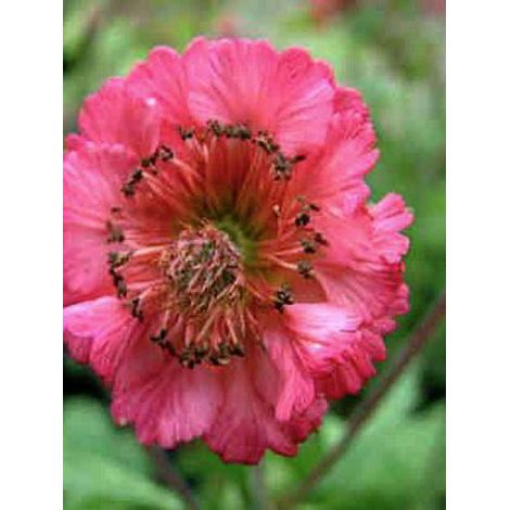 Benoite 'Bell Bank' Godet de 8/9 cm (1/2)