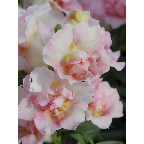 Muflier, Gueule de loup nain 'Twinny Appleblossom' le sachet de 30 graines (1/2)