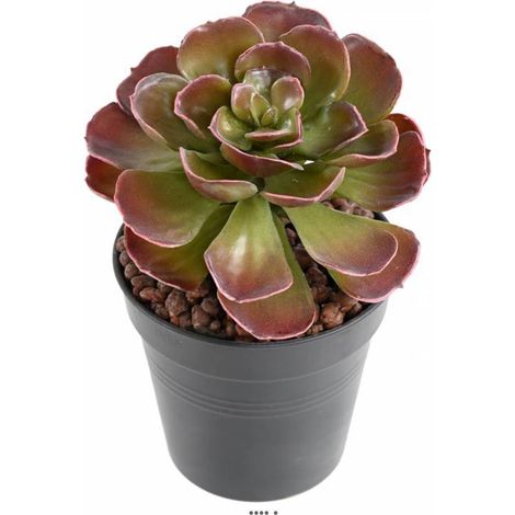Magnifique Crassula artificiel H 22 cm Vert-rouge en piquet (1/3)