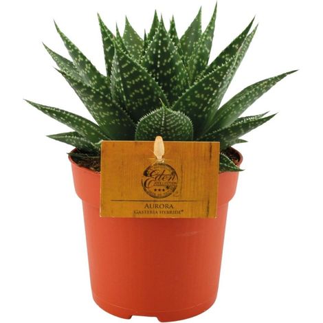 Gasteria Hybrid Aurora Plante d’intérieur Feuillage succulent Pot 11 cm Hauteur 15 cm - PANGIVO (1/4)