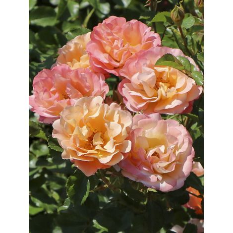 Rosier arbuste 'Cubana' Pot de 3L/4L