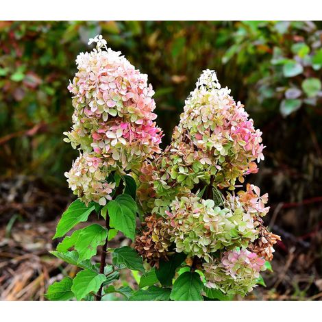 Gardenaria Ortensia - Hydrangea Paniculata 'Phantom' - Pianta acidofila ornamentale da esterno - Altezza: 40/50 cm (vaso19) (1/2)