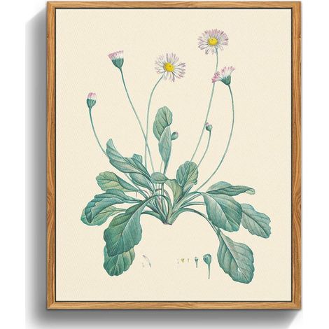 Vintage Botanische Leinwand Bilder Gänseblümchen 20x25 cm Rahmen Holz (1/5)