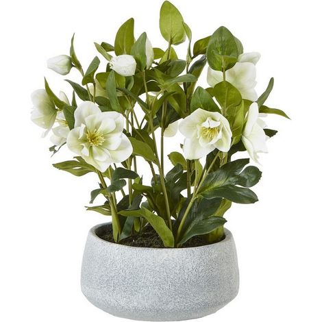 Hellebore Plant in Pot - Plastic - L33 x W38 x H41 cm - White/Grey