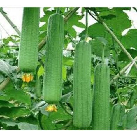 Luffa 20 g – Plante Grimpante – Jardin Éponge Naturelle (1/5)