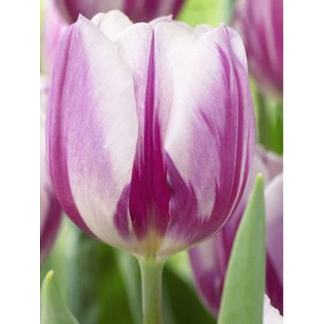 Tulipe triomphe 'Flaming flag' Bulbe calibre 11+ (par 10) (1/3)