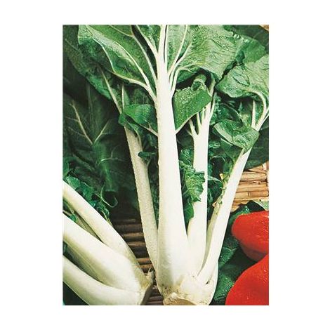 CHOU DE CHINE PAK CHOI TAISAI - 5 G