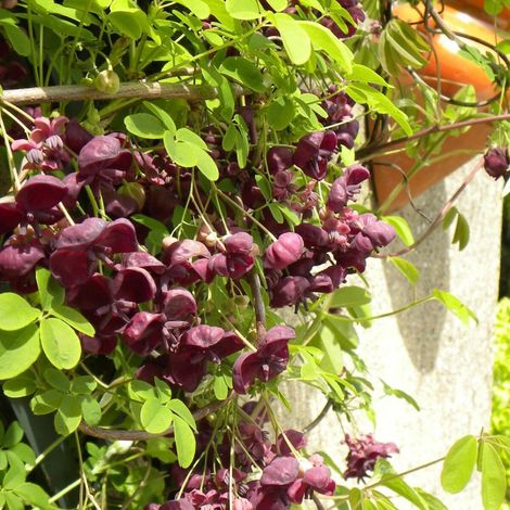 Akebie quinata, Akebia/Pot de 2L - Tuteur bambou 60/90 cm
