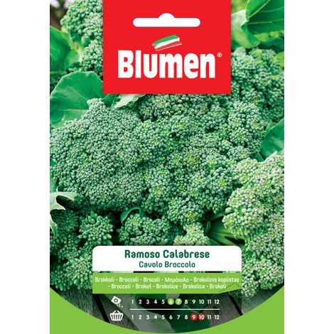 SEMI CAVOLO BROCCOLO RAMOSO CALABRESE BLUMEN