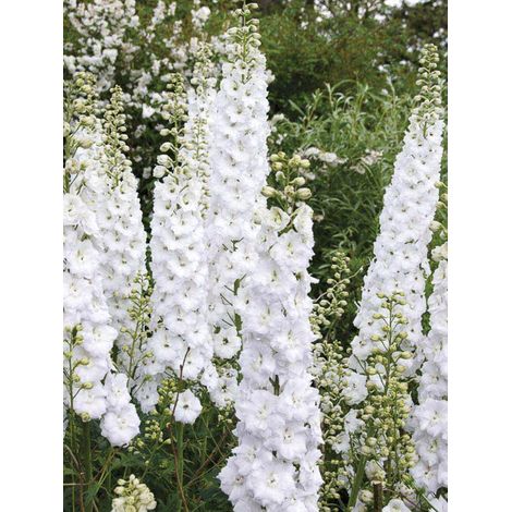 Pied d'Alouette annuel 'Qis White' le sachet de 300 graines (1g) (1/2)