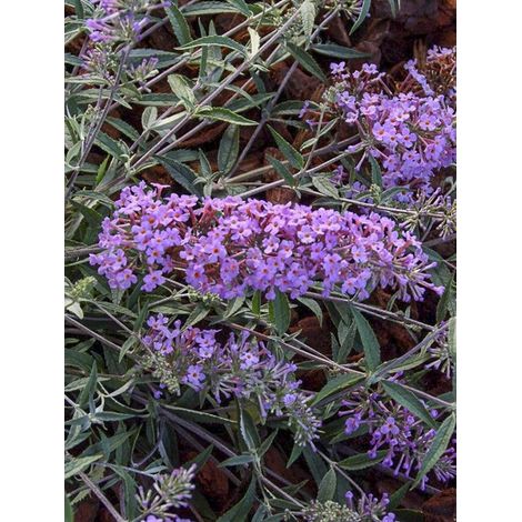Arbre aux papillons 'Free Petite Lavender Flow' Pot de 2L/3L (1/2)