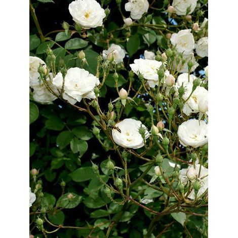 Rosier grimpant 'Aimée Vibert' Pot de 4L/5L