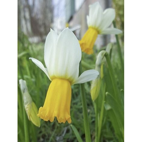 Narcisse 'Winter Walzer ' Bulbe calibre 12/14 (par 10) (1/2)