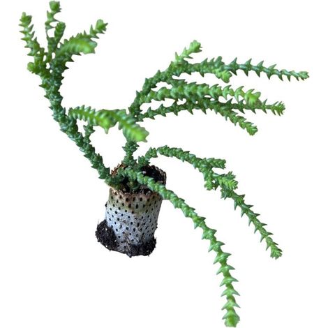 10 pezzi di Piante Grasse Cosima - Crassula Hybrida IN VASO 10