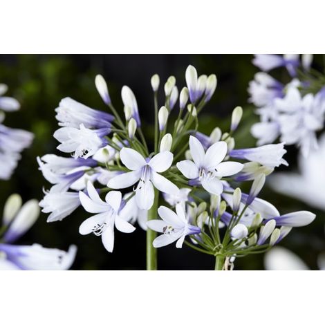 AGAPANTHUS TWISTER, AGAPANTO VASO 24CM FOTO REALI