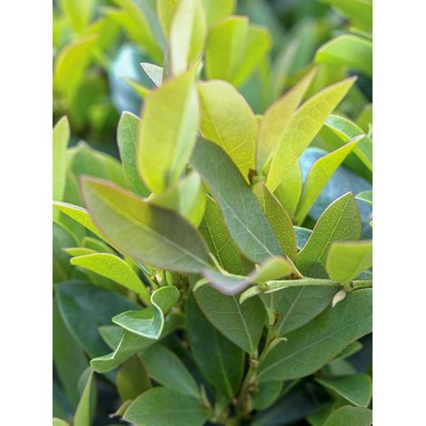 Distylium 'Vintage Jade' Godet de 8/9 cm (1/4)