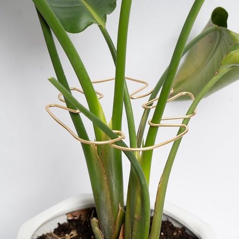 Supports pour plantes – Lot de 5 – Supports pour plantes grimpantes – Supports en métal – Supports avec anneaux – Supports pour plantes d'intérieur – Support idéal pour la floraison – Doré (1/5)