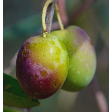 1 plant /tree (approx 1m) - olea europea (pidicuddara) olive